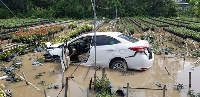 Ô tô 4 chỗ lao xuống giữa ruộng hoa hồng, tài xế bỏ xe đi luôn - 2