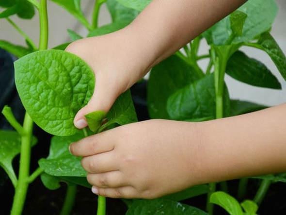 Mùa hè ăn rau mùng tơi thế này chẳng khác nào "thuốc độc", nhất định phải biết để tránh - 1