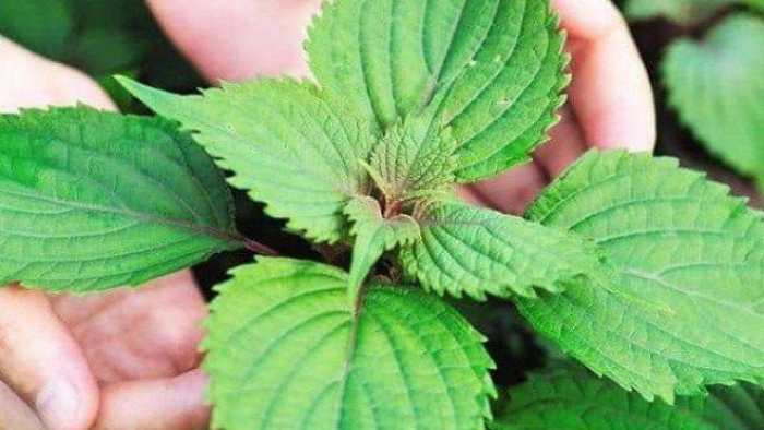 7 công dụng thần kỳ của rau kinh giới