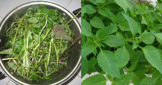7 công dụng thần kỳ của rau kinh giới - 4