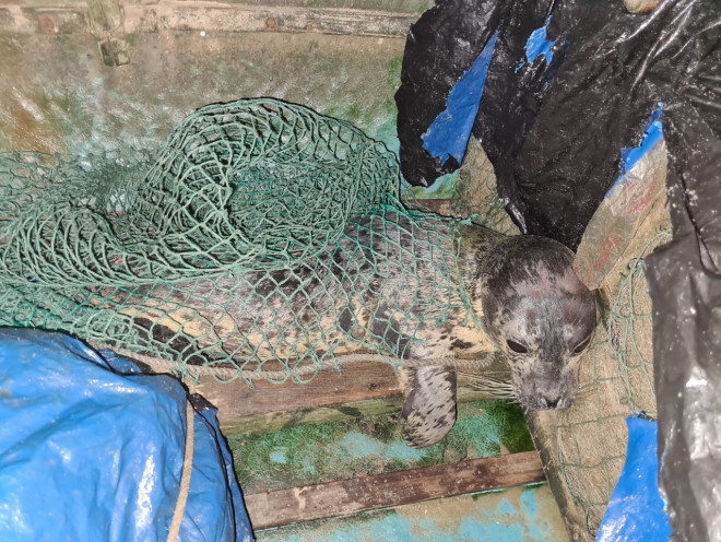 Hải cẩu quý hiếm bất ngờ xuất hiện ở biển Quảng Nam - 2