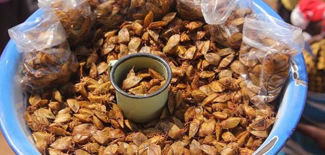 5 món ăn từ côn trùng đáng sợ nhất ở châu Phi - 4