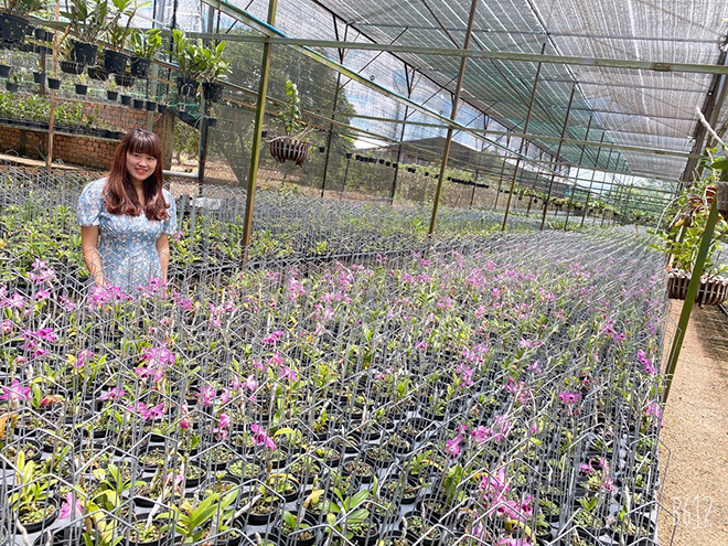 Hành trình theo đuổi loài hoa kiêu kỳ của nghệ nhân Võ Thị Lương  - 1