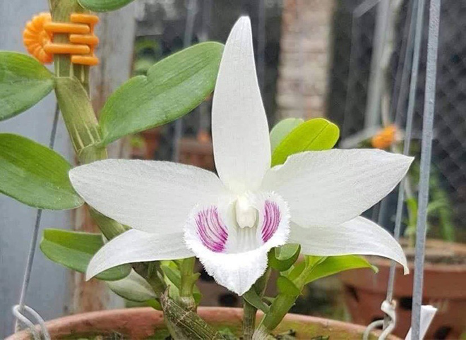 Hành trình theo đuổi loài hoa kiêu kỳ của nghệ nhân Võ Thị Lương  - 4
