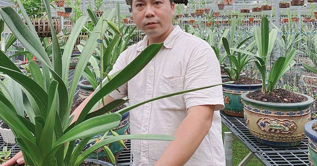 Nghệ nhân Quản Mạnh Dũng chia sẻ bí quyết chăm lan tốt cho người mới