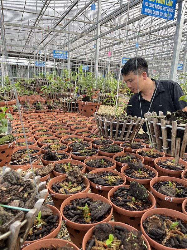 Ông chủ vườn lan Trương Phương Thuần - đam mê cần kiên trì và học hỏi - 2