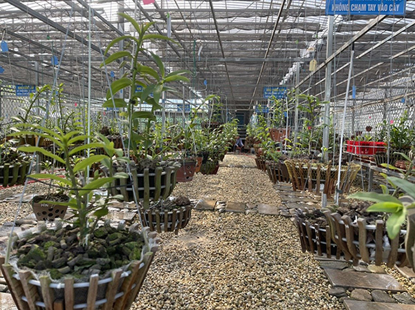 Ông chủ vườn lan Trương Phương Thuần - đam mê cần kiên trì và học hỏi - 4