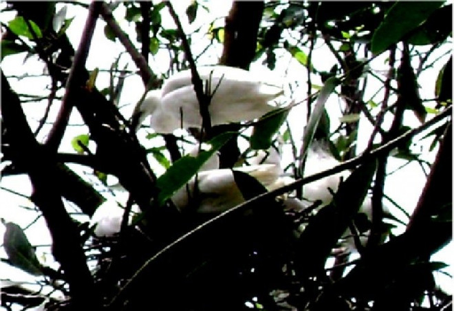 Vườn chim Cà Mau: Điểm du lịch sinh thái trong lòng thành phố - 3