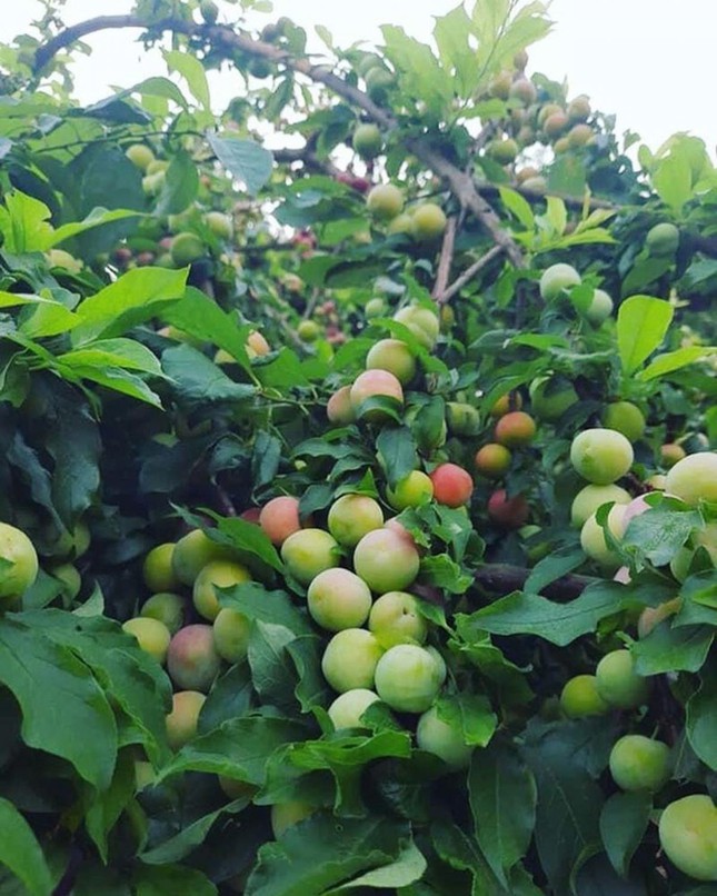 Mận gì ngon nhất: Bạn đã thử được bao nhiêu loại mận trong mùa hè này? - 4