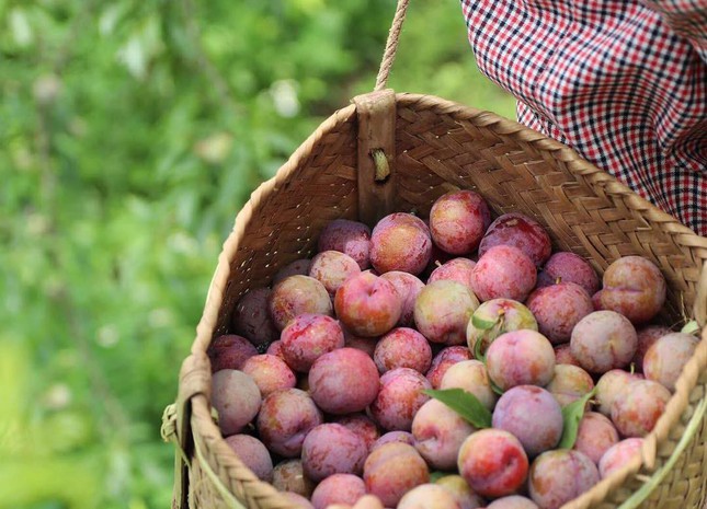 Mận gì ngon nhất: Bạn đã thử được bao nhiêu loại mận trong mùa hè này? - 3