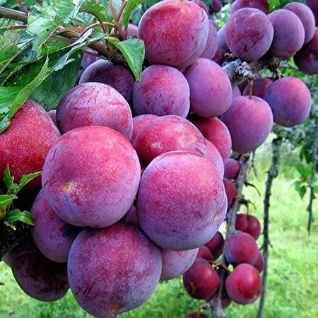 Mận gì ngon nhất: Bạn đã thử được bao nhiêu loại mận trong mùa hè này? - 2