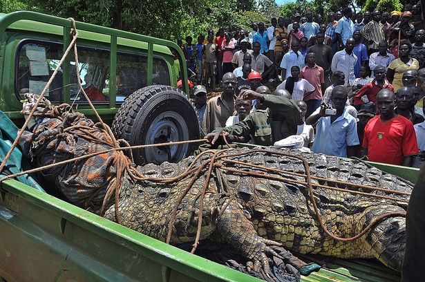 Uganda: Cá sấu khổng lồ dài 5m từng ăn thịt 80 dân làng, bị 50 người vây bắt và cái kết - 1