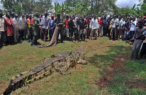Uganda: Cá sấu khổng lồ dài 5m từng ăn thịt 80 dân làng, bị 50 người vây bắt và cái kết - 2