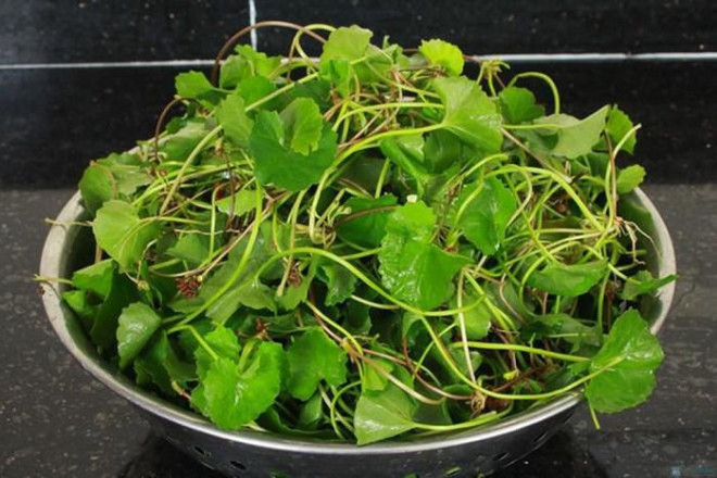 Những đại kỵ khi dùng rau má giải nhiệt nhất định bạn phải tránh - 1