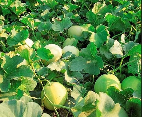 Ăn dưa lê nếu biết 3 điều này sẽ cực tốt cho sức khỏe, bạn nhất định phải biết để tránh ngộ độc - 5