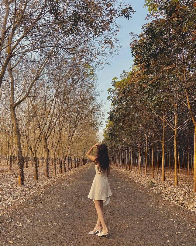 Bình Phước: Vẻ đẹp hoang sơ từ những cánh rừng cao su mùa thay lá lãng mạn như phim Hàn - 5