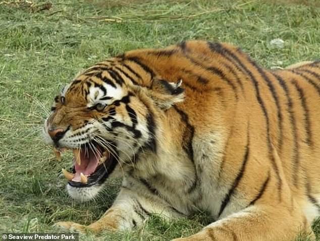 Hổ Siberia nhảy qua hàng rào điện cao 3,6 mét, cắn chết người, giết một con hổ khác - 1