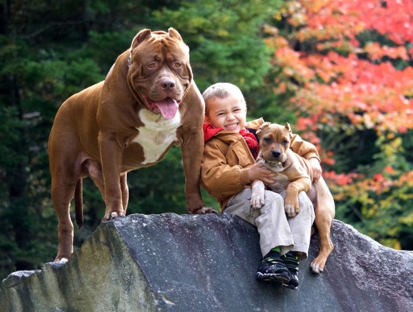 Từng được xem là &#34;chó của mọi người Mỹ&#34;, vì sao Pitbull ngày nay khiến nhiều người sợ hãi? - 1