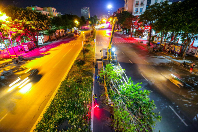 Hà Nội di dời hàng cây phong lá đỏ trong đêm - 5