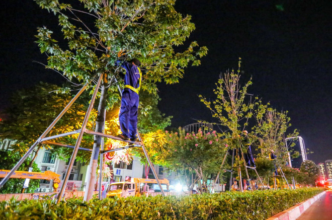Hà Nội di dời hàng cây phong lá đỏ trong đêm - 6