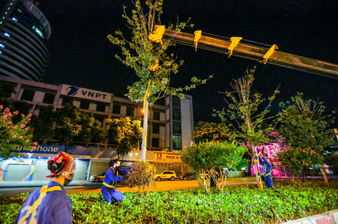 Hà Nội di dời hàng cây phong lá đỏ trong đêm - 11