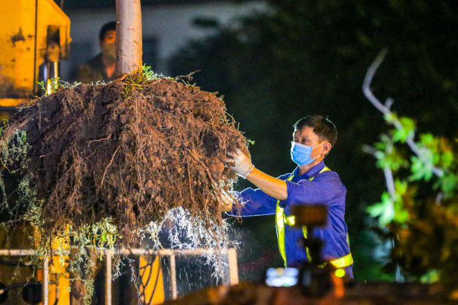 Hà Nội di dời hàng cây phong lá đỏ trong đêm - 12
