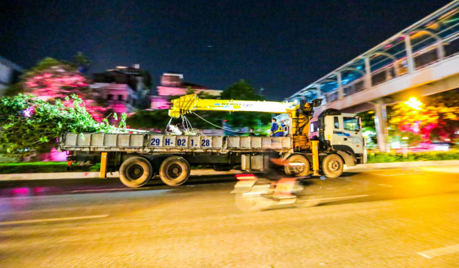 Hà Nội di dời hàng cây phong lá đỏ trong đêm - 14