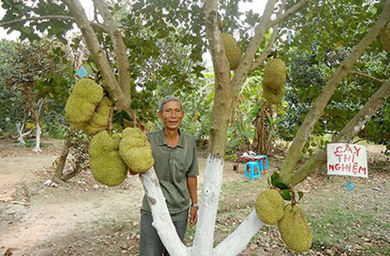 Ăn mít mà không phải tách hạt, bác nông dân Cần Thơ thu tiền tỷ từ loại mít kỳ lạ này - 1