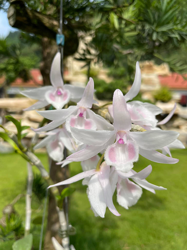 Nghệ nhân Bảo Hưng: &#34;Chơi lan đột biến không khác gì… lấy vàng trên lửa&#34; - 5