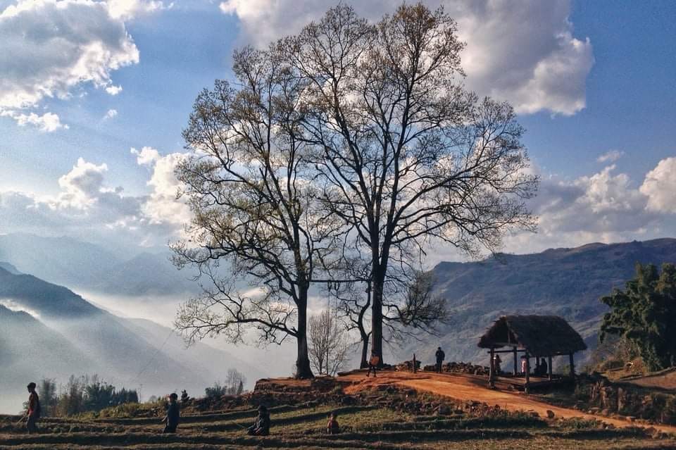 “Gai bê tông” cắm dày đặc quanh hai gốc cây cổ thụ nổi tiếng ở Y Tý - 5