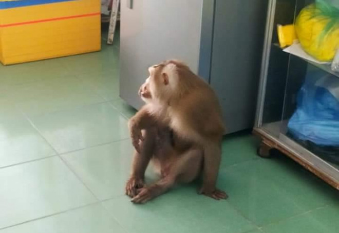 Khỉ quý hiếm đại náo, người dân Quảng Nam cười ra nước mắt - 1
