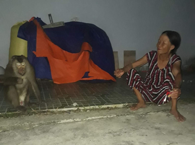 Khỉ quý hiếm đại náo, người dân Quảng Nam cười ra nước mắt - 3