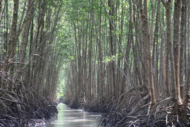 Trải nghiệm thú vị ở rừng ngập mặn lớn nhất Việt Nam - 5