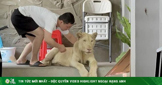 Campuchia: Người TQ lên mạng khoe nuôi sư tử 70kg trong nhà và cái kết - Vimarsana News