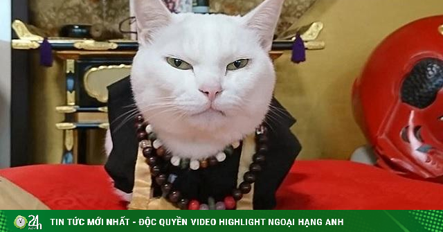 Ngôi chùa đặc biệt ở Nhật Bản, từ trụ trì cho đến sư sãi đều là mèo - Vimarsana News