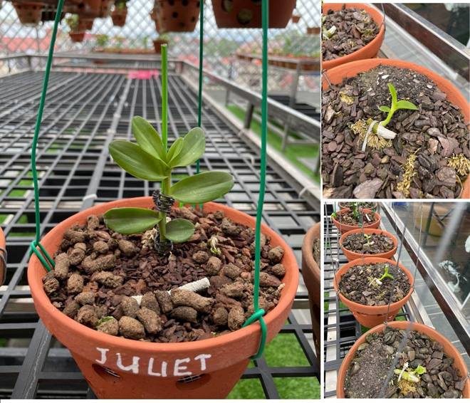 Chiêm ngưỡng lan 5 cánh trắng Juliet đẹp nức lòng tại vườn lan Ngọc Hà - 4