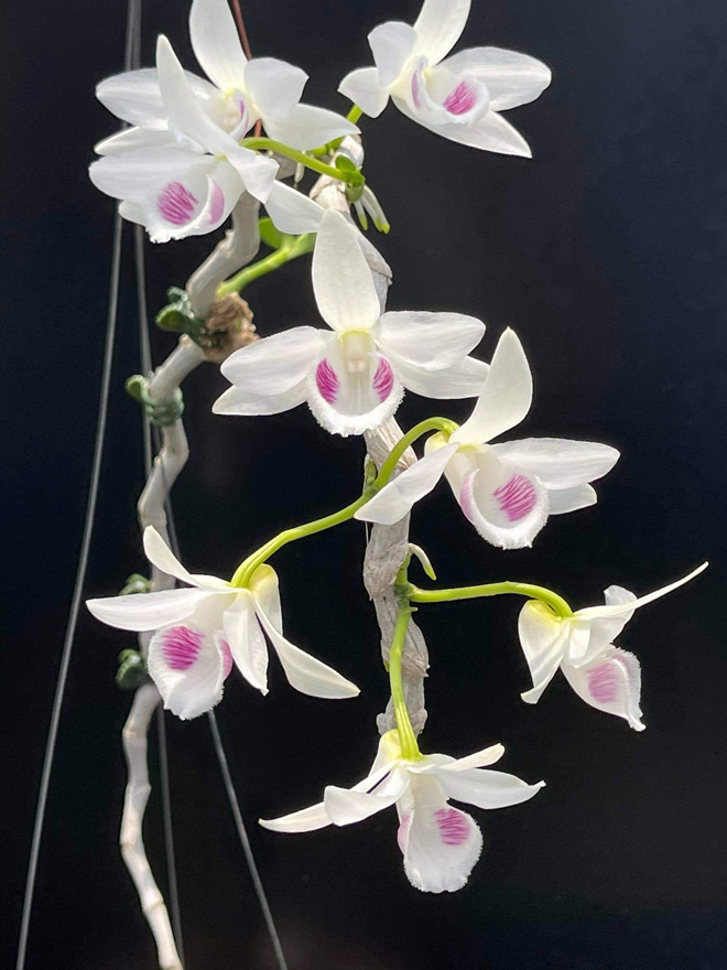 Chiêm ngưỡng lan 5 cánh trắng Juliet đẹp nức lòng tại vườn lan Ngọc Hà - 6