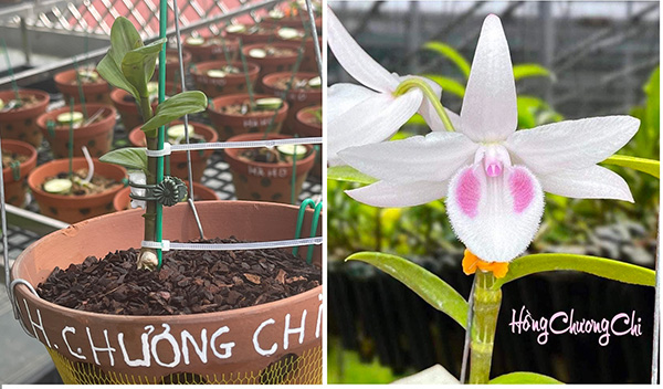 Chiêm ngưỡng lan 5 cánh trắng Juliet đẹp nức lòng tại vườn lan Ngọc Hà - 5