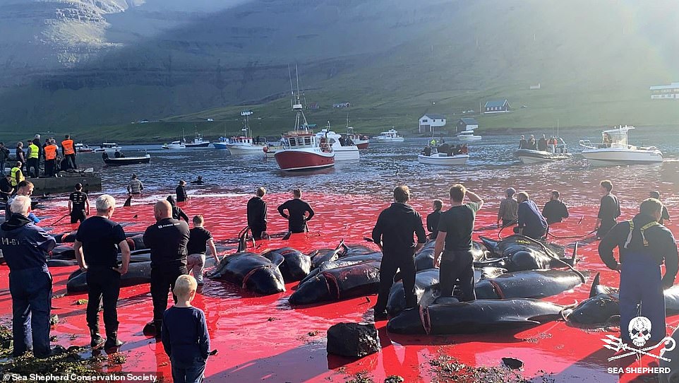 Video: 175 con cá voi bị &#34;đồ sát&#34;, bờ biển ngập máu - 1