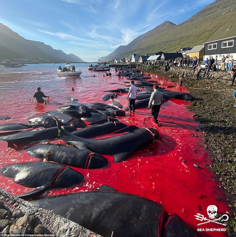 Video: 175 con cá voi bị &#34;đồ sát&#34;, bờ biển ngập máu - 2