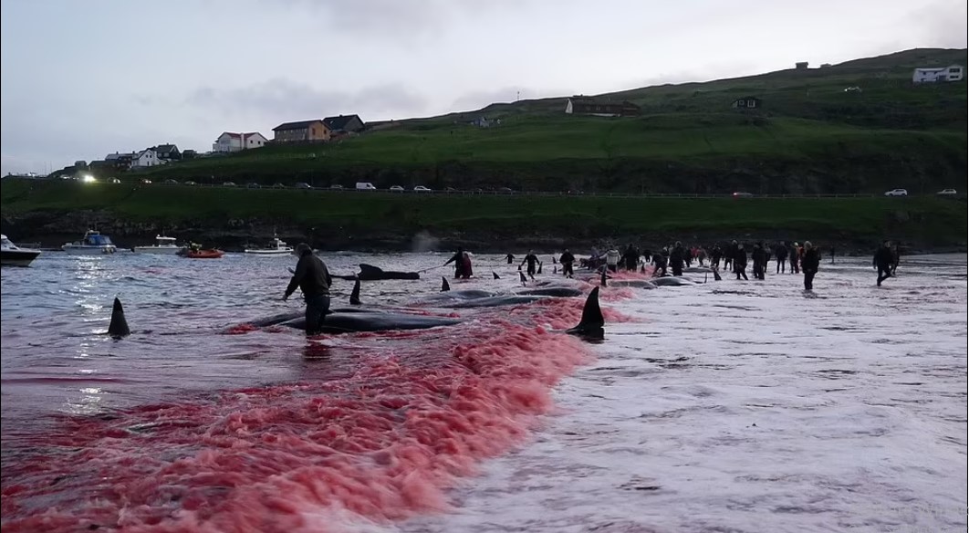 Video: 175 con cá voi bị &#34;đồ sát&#34;, bờ biển ngập máu - 3