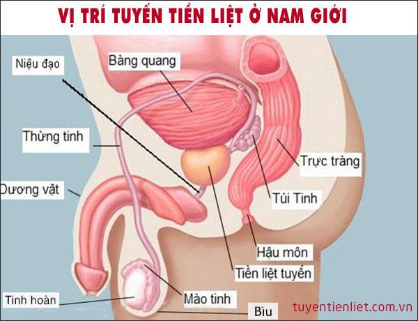 Các bất thường của tuyến tiền liệt mà nam giới cần biết - 1