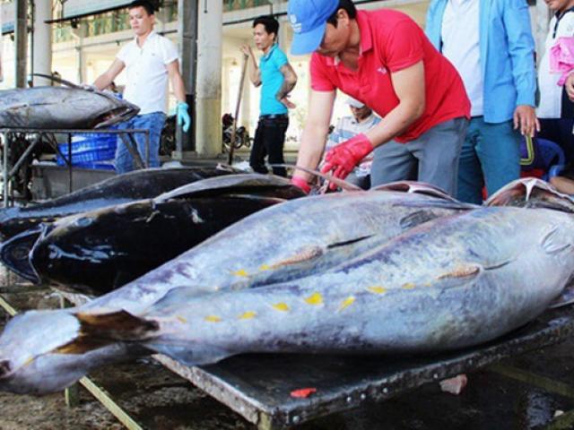 Loại cá ”khủng” của Việt Nam, dân Canada cực thích, giá tăng ầm ầm