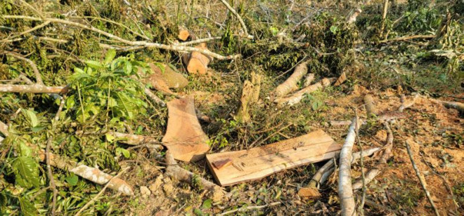 21 cây lim xanh 40 năm tuổi bị chặt hạ bán làm củi giá 6 triệu đồng - 1