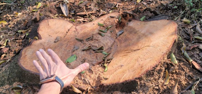 21 cây lim xanh 40 năm tuổi bị chặt hạ bán làm củi giá 6 triệu đồng - 2