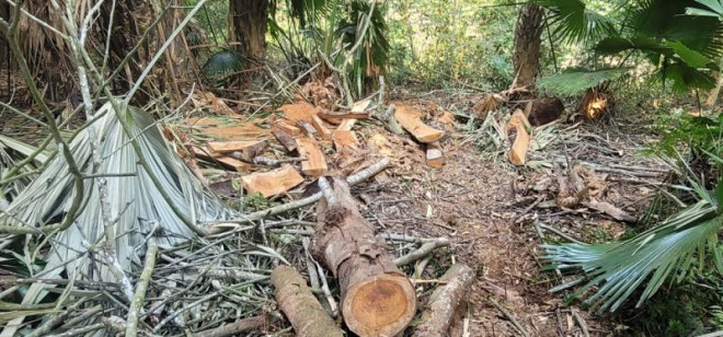 21 cây lim xanh 40 năm tuổi bị chặt hạ bán làm củi giá 6 triệu đồng - 7