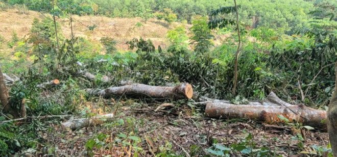 21 cây lim xanh 40 năm tuổi bị chặt hạ bán làm củi giá 6 triệu đồng - 4
