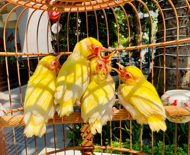 Chương Tailor đón thêm 2 chim đột biến siêu hiếm, dân mạng trầm trồ: Quý  vật tầm quý nhân