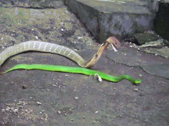 Video: Bị dồn vào đường cùng, rắn lục đuôi đỏ phản đòn cắn thẳng vào miệng hổ mang chúa