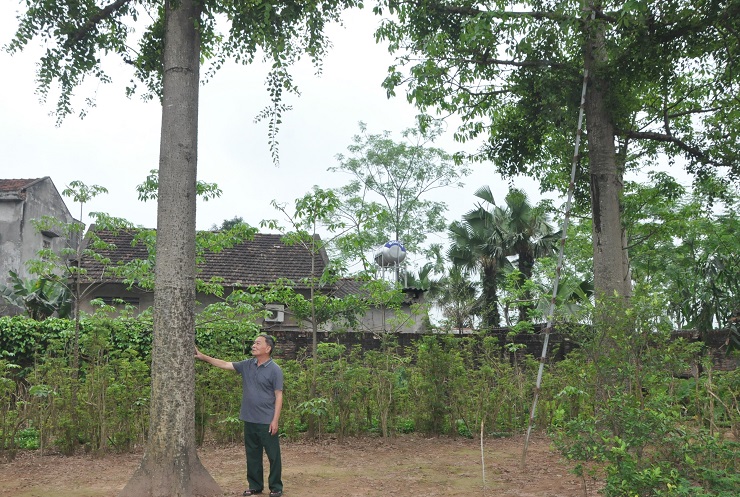 Lão Nông Phú Thọ Sở Hữu Vườn Cây 